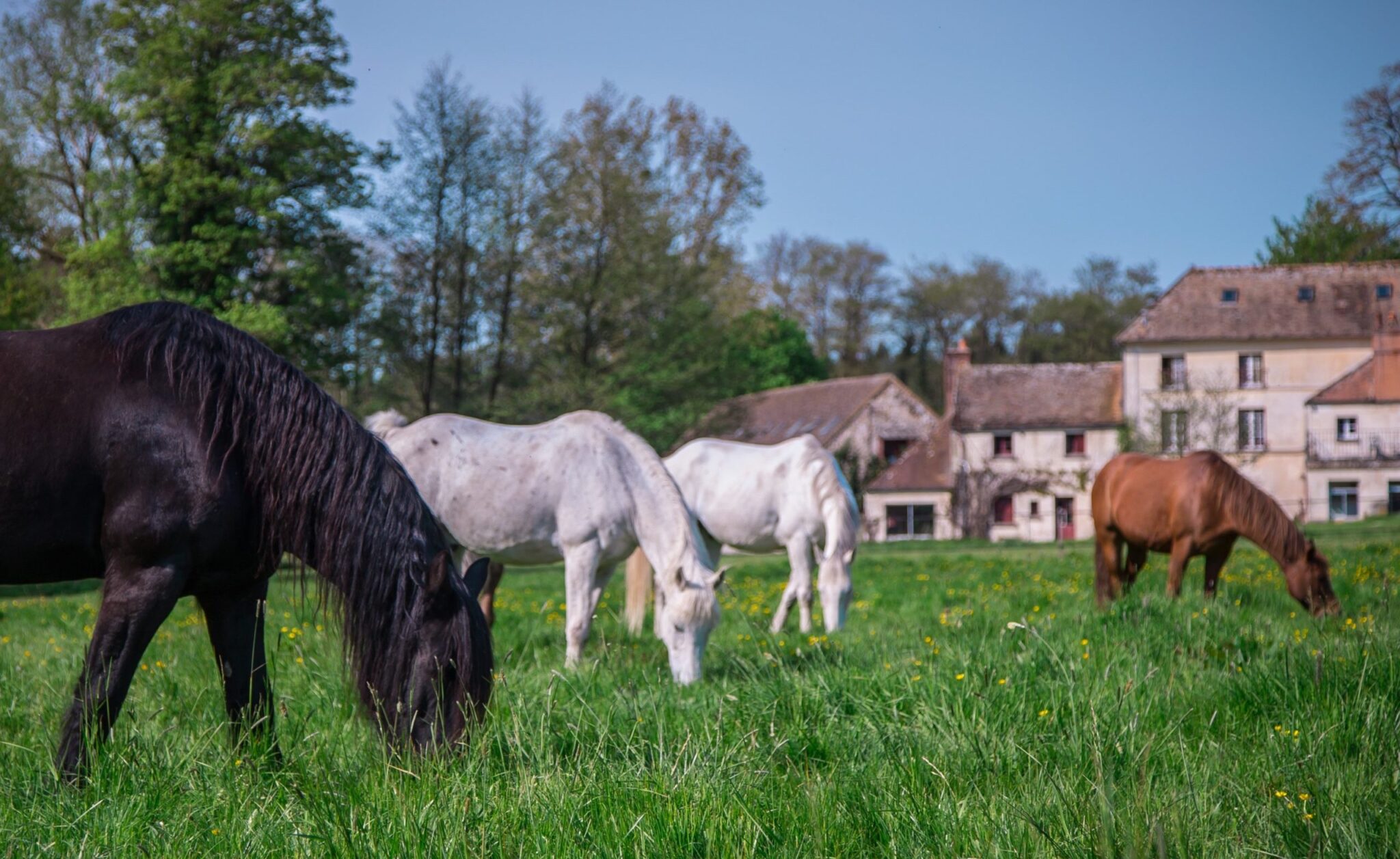 Confier Son Cheval Haras De La Cense