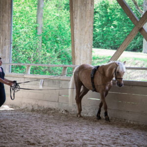 Stage Education & Longues-Rênes