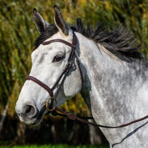 Comment bien choisir son matériel pour débuter en équitation éthologique ?  - Horse and Ropes