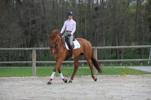 Stage Éducation & Dressage – Image 11