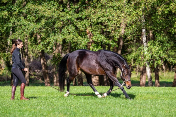 Stage Éducation & Dressage – Image 3