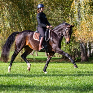 Stage Éducation & Dressage