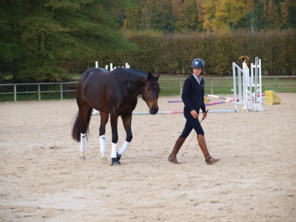 Stage Éducation & Dressage – Image 8