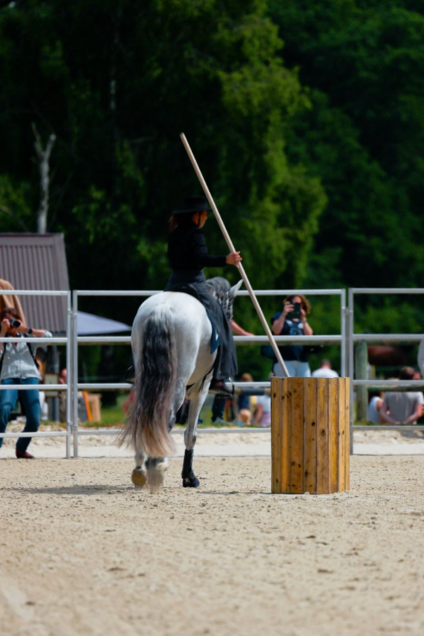 Stage Éducation & Équitation de travail