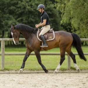 Stage Education & Relation avec son cheval