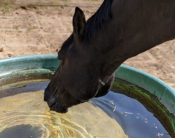 condition d'herbivore du cheval 1