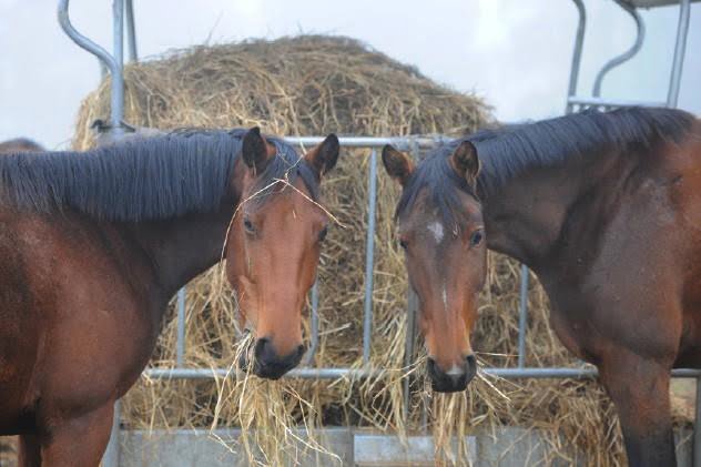 condition d'herbivore du cheval 2