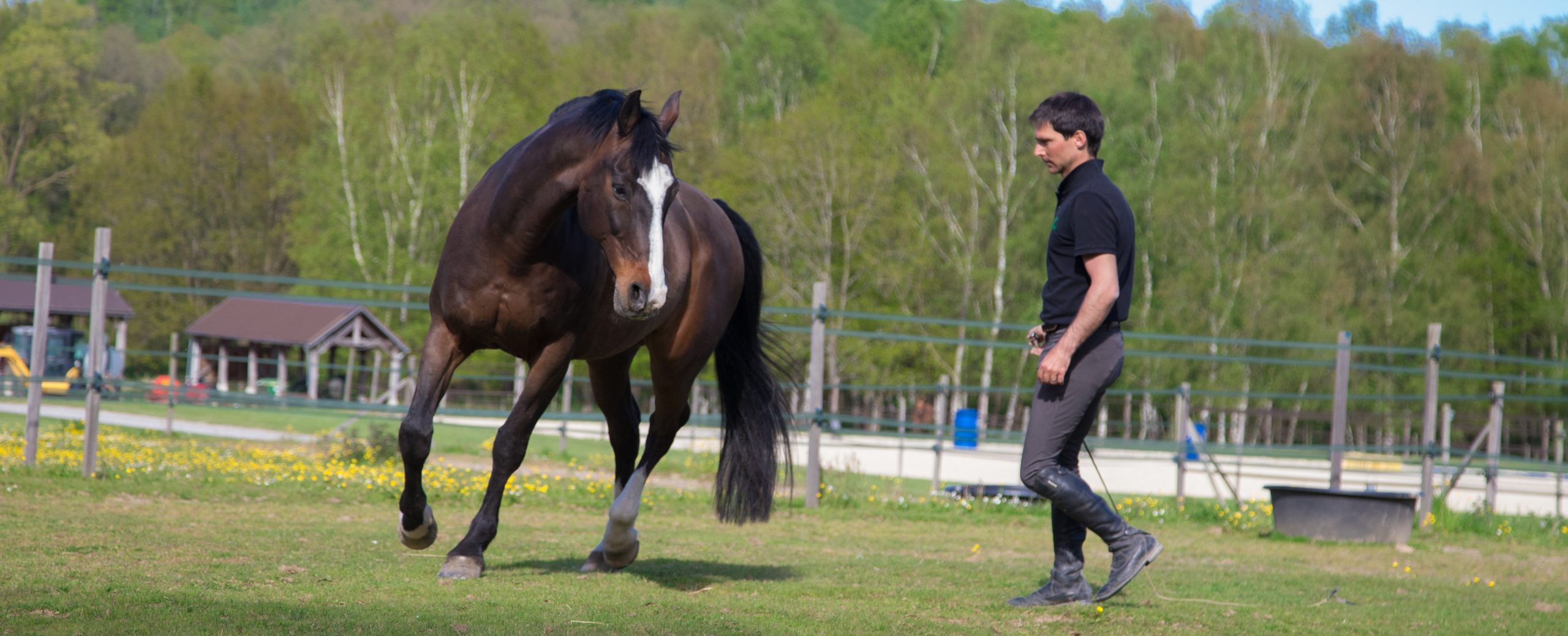 équitation éthologique la cense