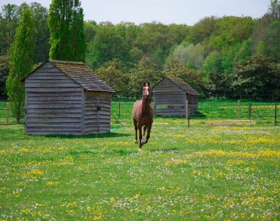 pensions chevaux