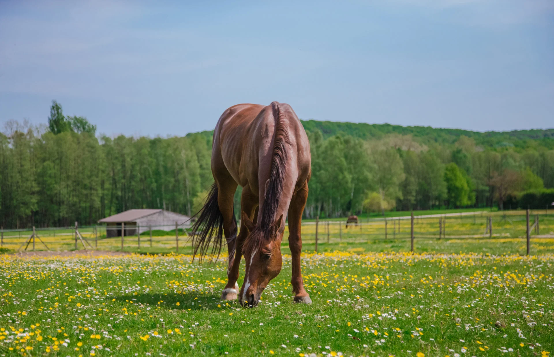 Haras de la Cense : utiliser le cheval tout en respectant sa nature