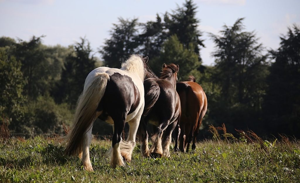 le quotidien du cheval