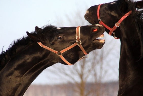 organisation sociale du cheval