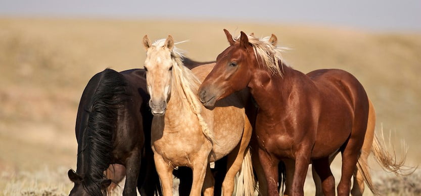 organisation sociale du cheval