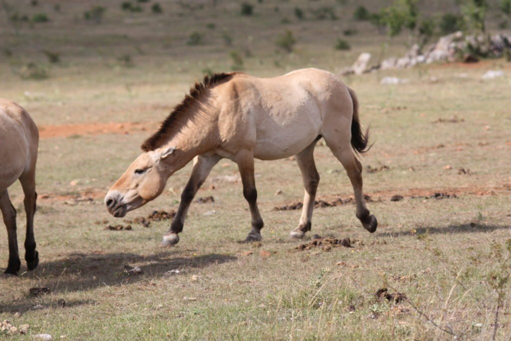organisation sociale du cheval