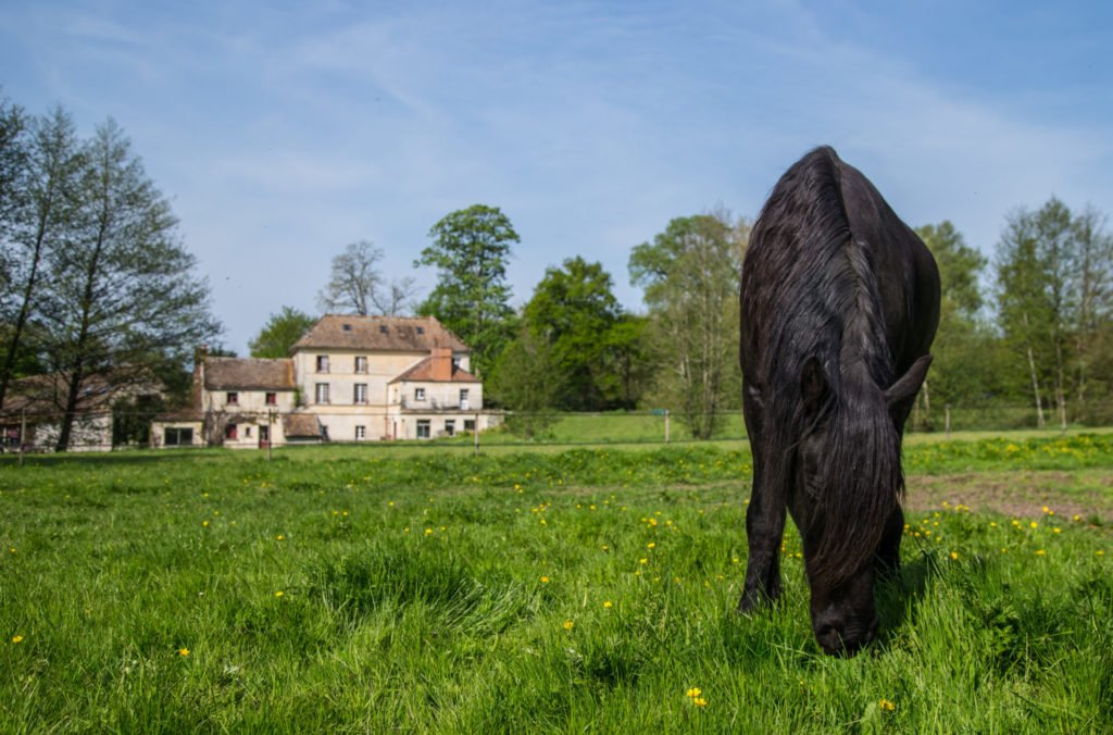 Le quotidien du cheval