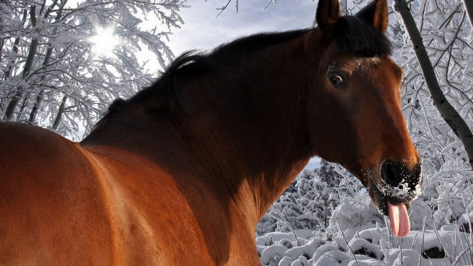 les 5 sens du cheval - le goût