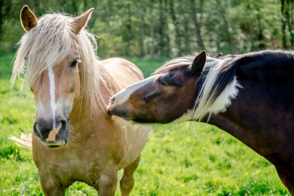 les 5 sens du cheval - toucher