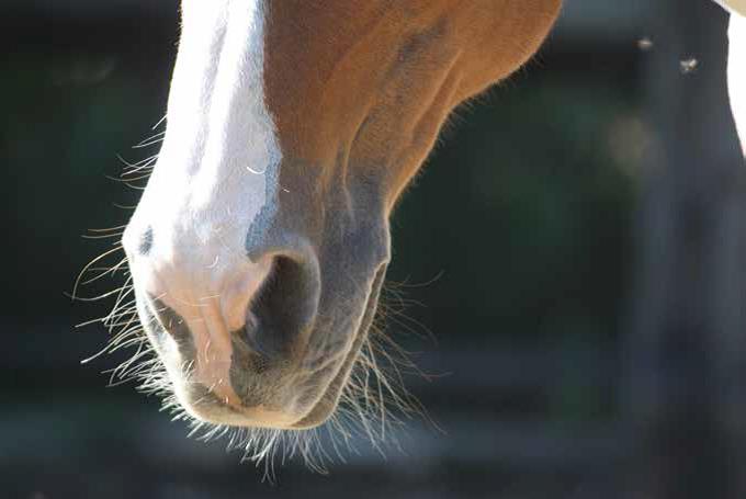 les 5 sens du cheval - l'odorat