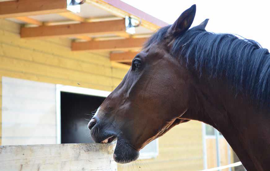 La vie domestique du cheval - stéréotypes