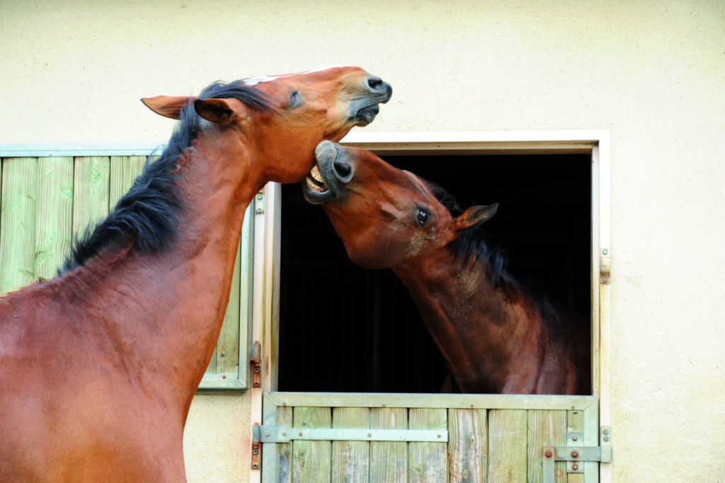 La vie domestique du cheval - habitat