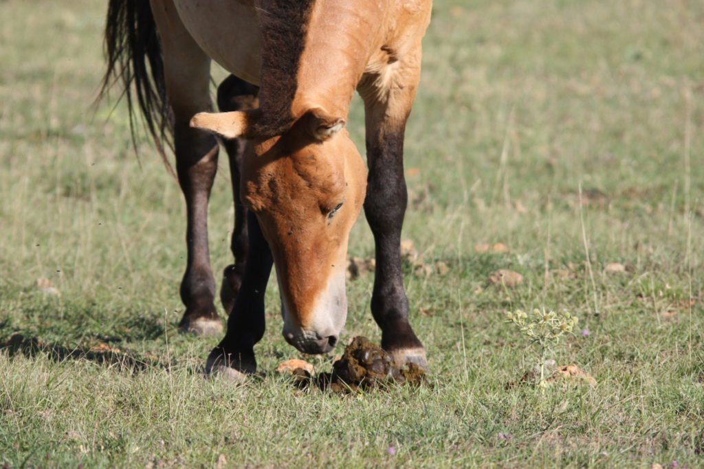 le langage du cheval