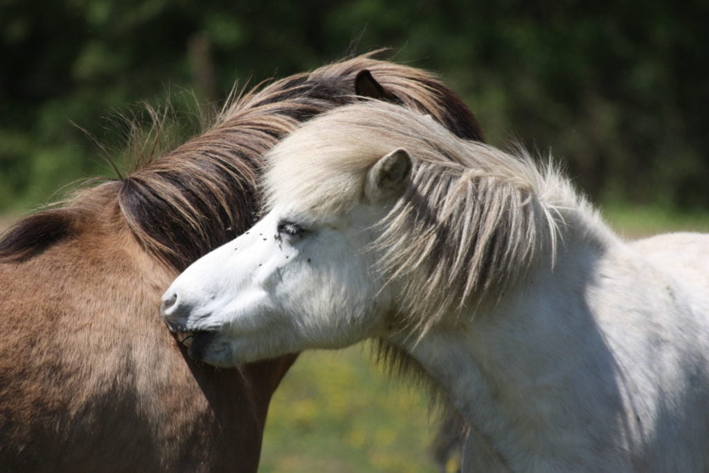 le langage du cheval