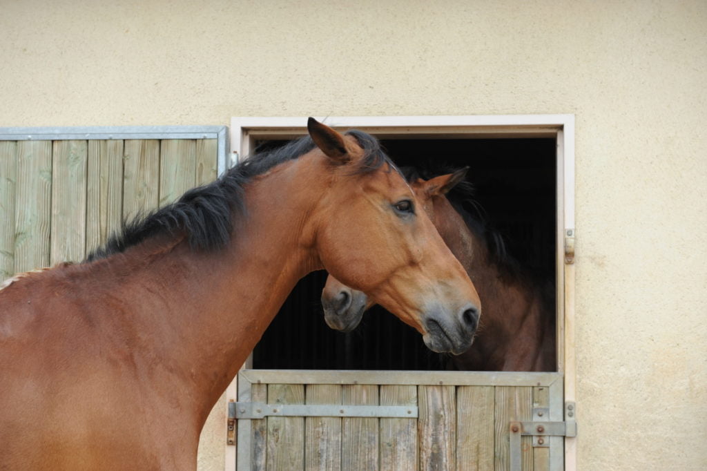 le langage du cheval