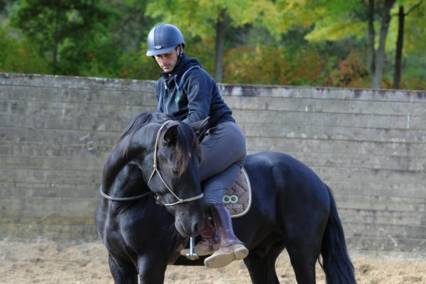 confiez votre cheval