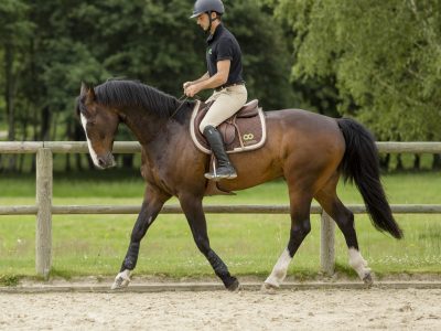 cavalier homme de cheval