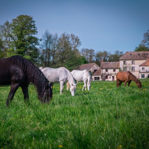 pensions chevaux pensions chevaux