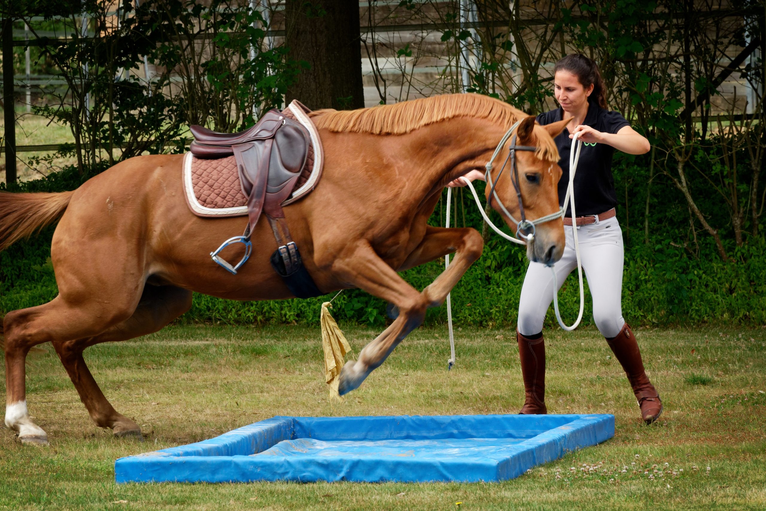 confiez votre cheval