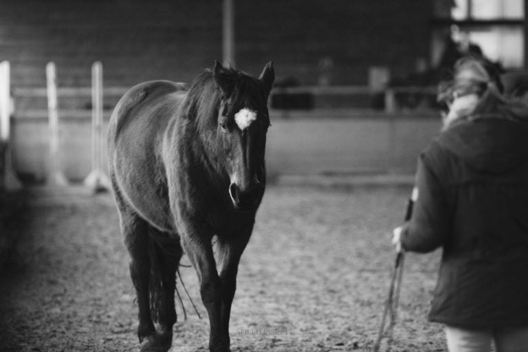 equicoaching