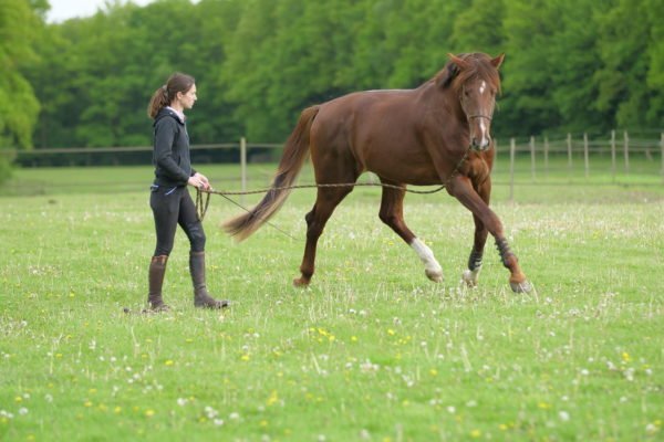 La locomotion du cheval