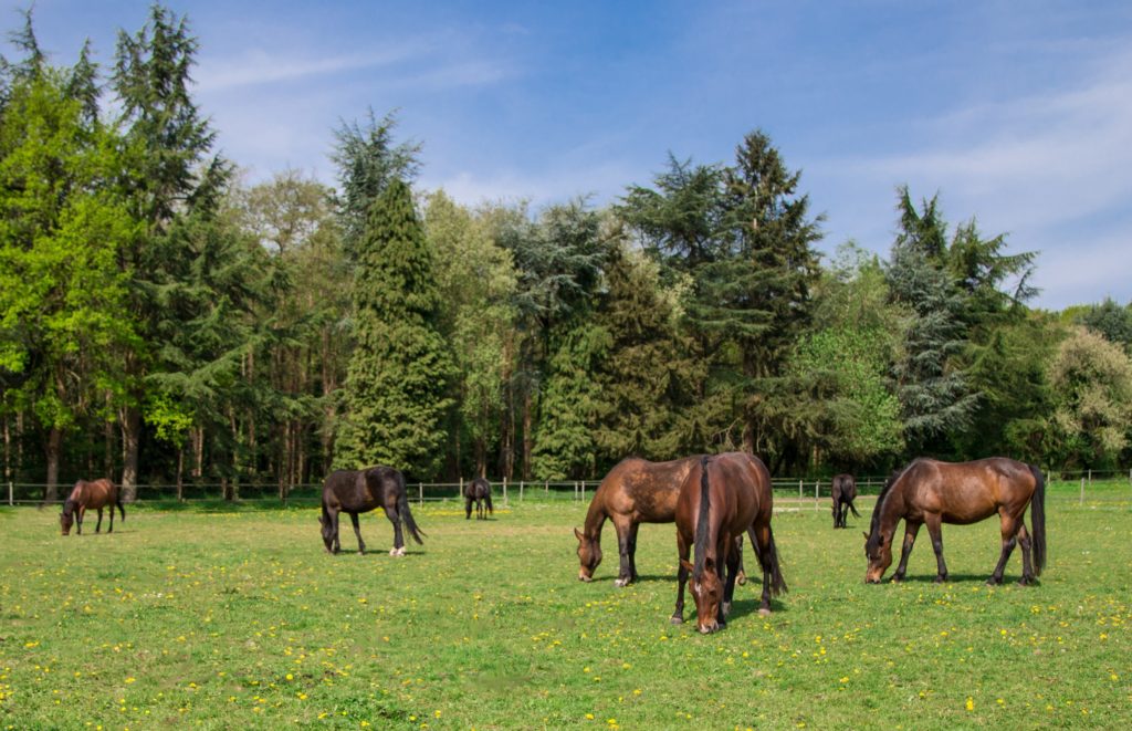 le cheval