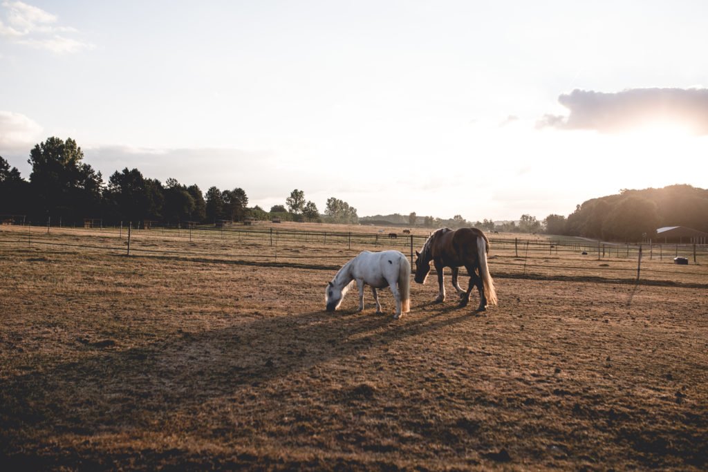 Chevaux Haras de la Cense