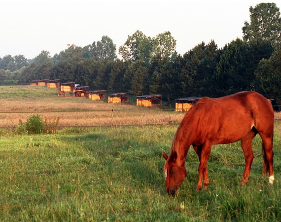 pensions chevaux