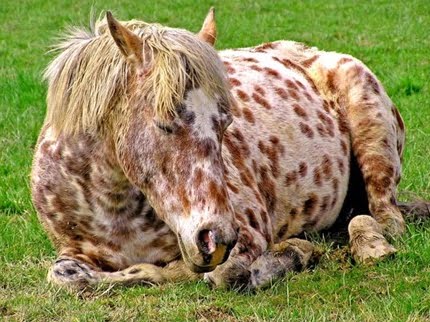 le quotidien du cheval