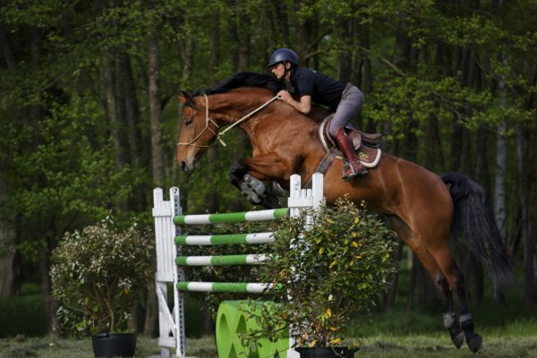 Stage Cavalier Homme de cheval